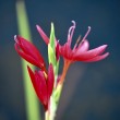 Wassergladiole