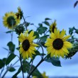Sonnenblumen in der Dämmerung