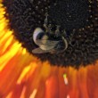 Hummel auf Abendsonnenblume