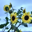 Sonnenblumen in der Dämmerung