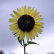 Sonnenblume vor lilablassgrauem Regenhimmel