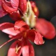 Wassergladiole im Oktober