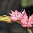 Wassergladiole