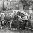 Historische Kühe der Familie Huber in Bierbronnen