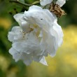 D72_3560_1920
