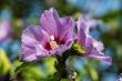 DSC_2100_1920