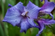 DSC_2163_1920