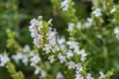 DSC_2553_1920