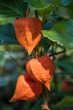DSC_2560_1920