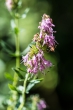 DSC_2563_1920