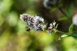 DSC_2565_1920