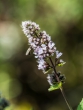 DSC_2566_crop_1920