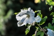 hibiskus10_1920