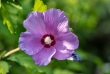 hibiskus6_1920
