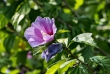 hibiskus7_1920