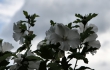 whitehibiscus1920