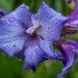 DSC_2163_1920