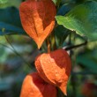 DSC_2560_1920