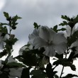 whitehibiscus1920