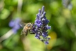 DSC_1220_crop_1920