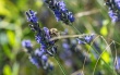 DSC_1226_crop_1920