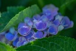 DSC_1262_1920