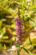 DSC_1267_1920