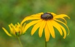 DSC_1296_crop_1920