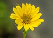 DSC_1302_crop_1920