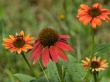 DSC_1311_crop_1920