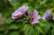 DSC_1319_crop_1920