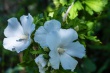 DSC_1354_1920