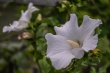 DSC_1419_1920