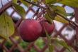 DSC_1437_1920