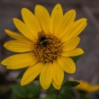 DSC_1447_1920
