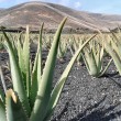 Aloe-Felder in Marslandschaft