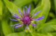 DSC_6812_crop_1920