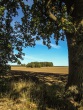 IMG_5236_1600
