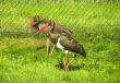 IMG_5288_crop_1600
