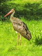 IMG_5292_1600