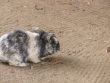 IMG_5362_1600