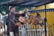 Bratschwein
