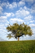 baum
