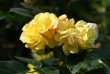 1_goldenerosen1920