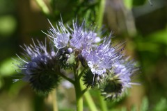 Noch mehr Sommerfotos 2019