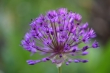 DSC_1075_1920