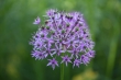 DSC_1087_1920