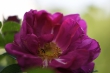 DSC_1110_1920