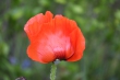 DSC_1184_1920