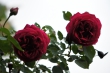 DSC_1191_1920